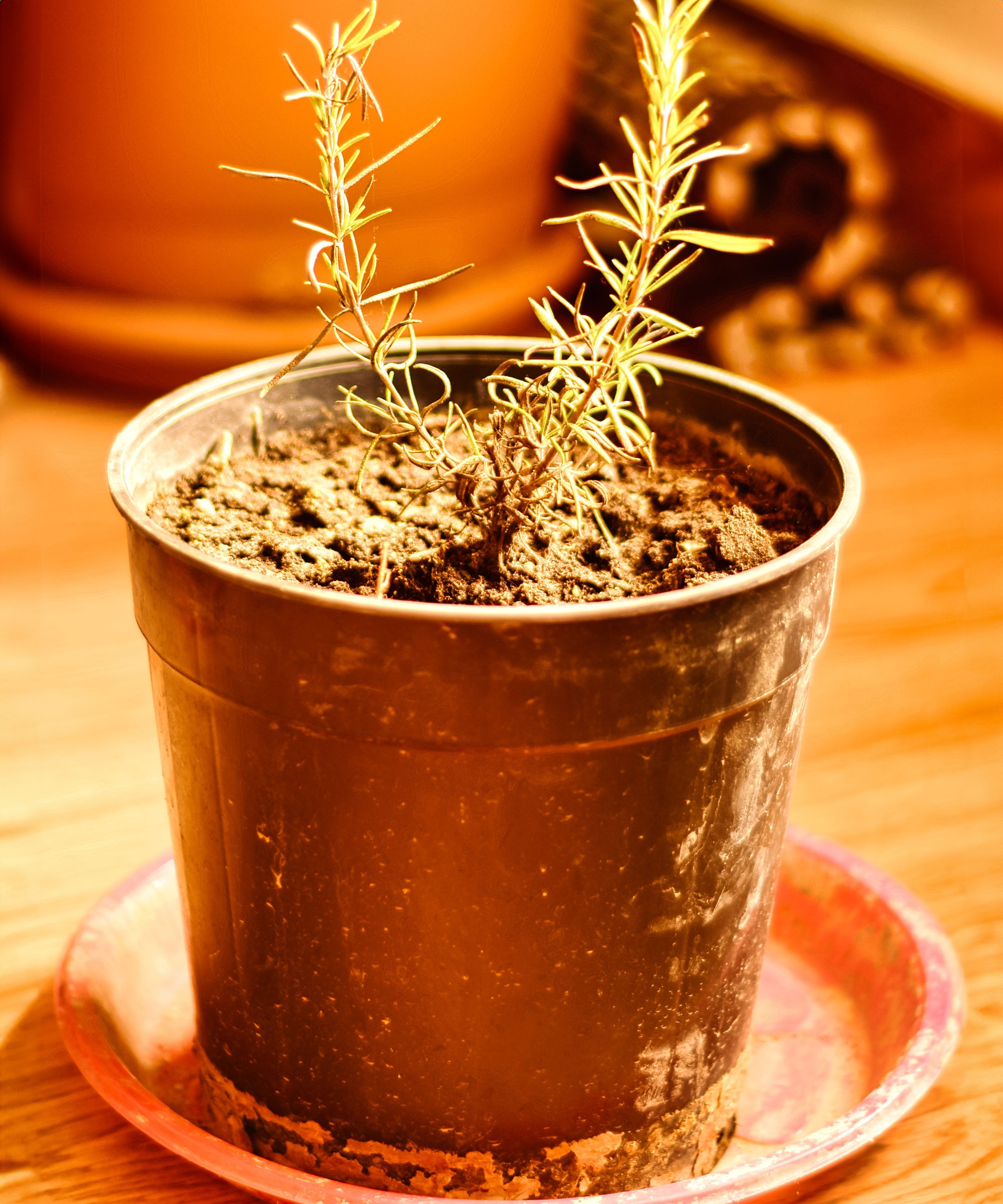 potted rosemary plant looking dehydrated and browning