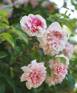 pink rose shrub in a garden