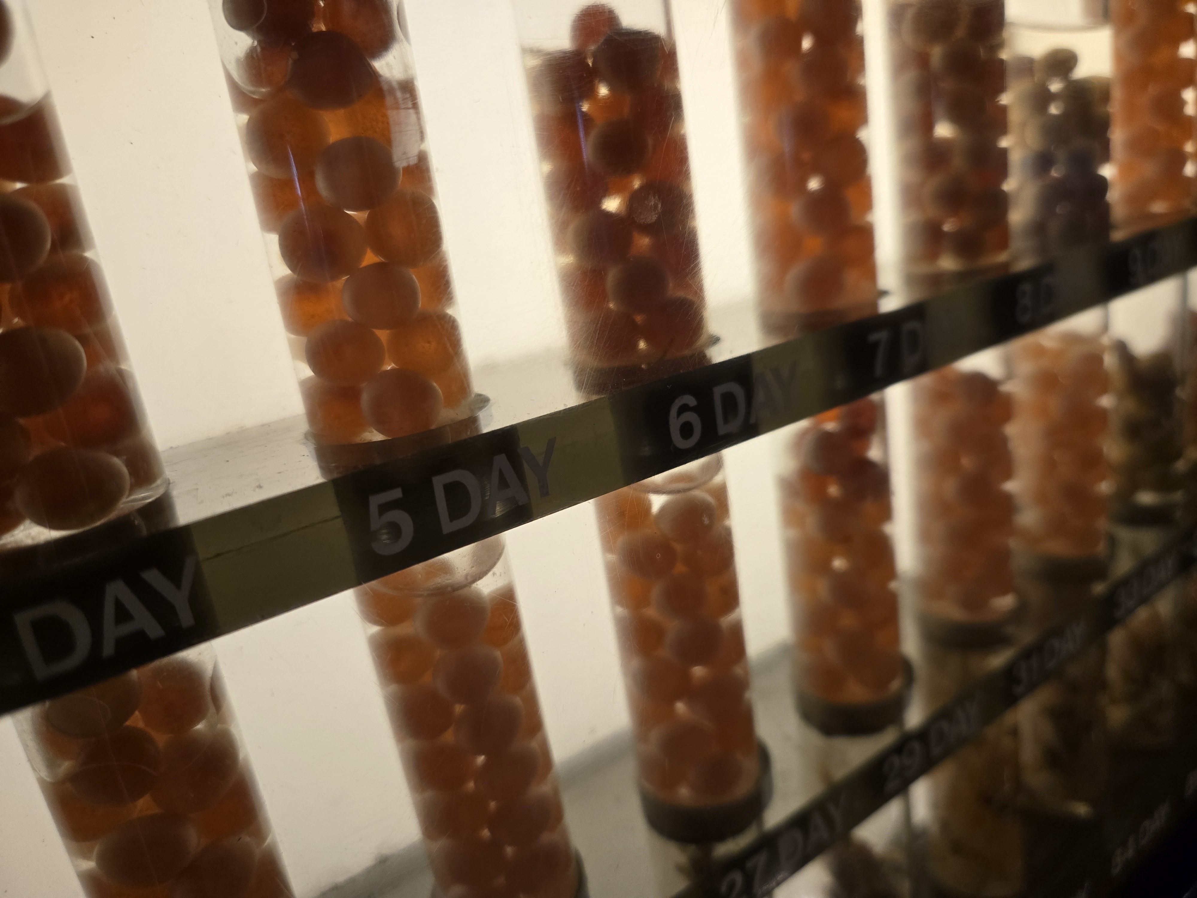 Fish eggs in tubes