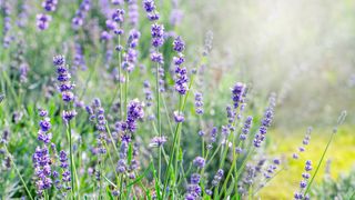 Lavender flowers in bloom