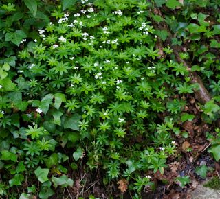 Woodruff Gallium odoratum colony growing on a woodland bank in Somerset