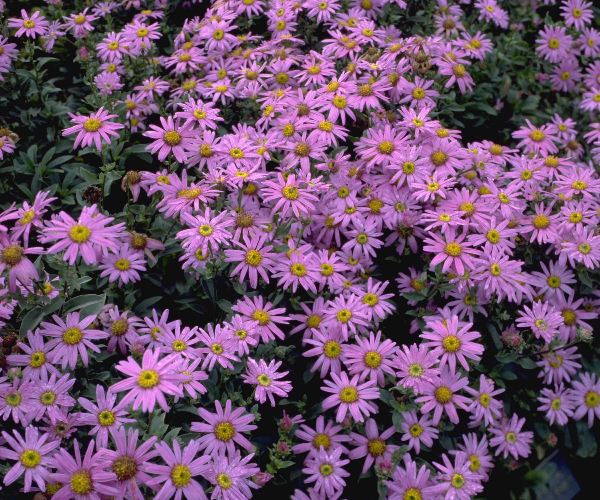 A profusion of pink asters flowering