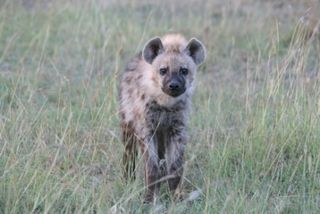 spotted hyena