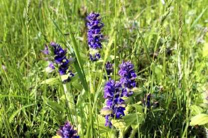 Ajuga Plant Growing in Tall Grass