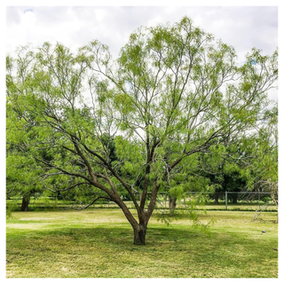 A honey mesquite tree