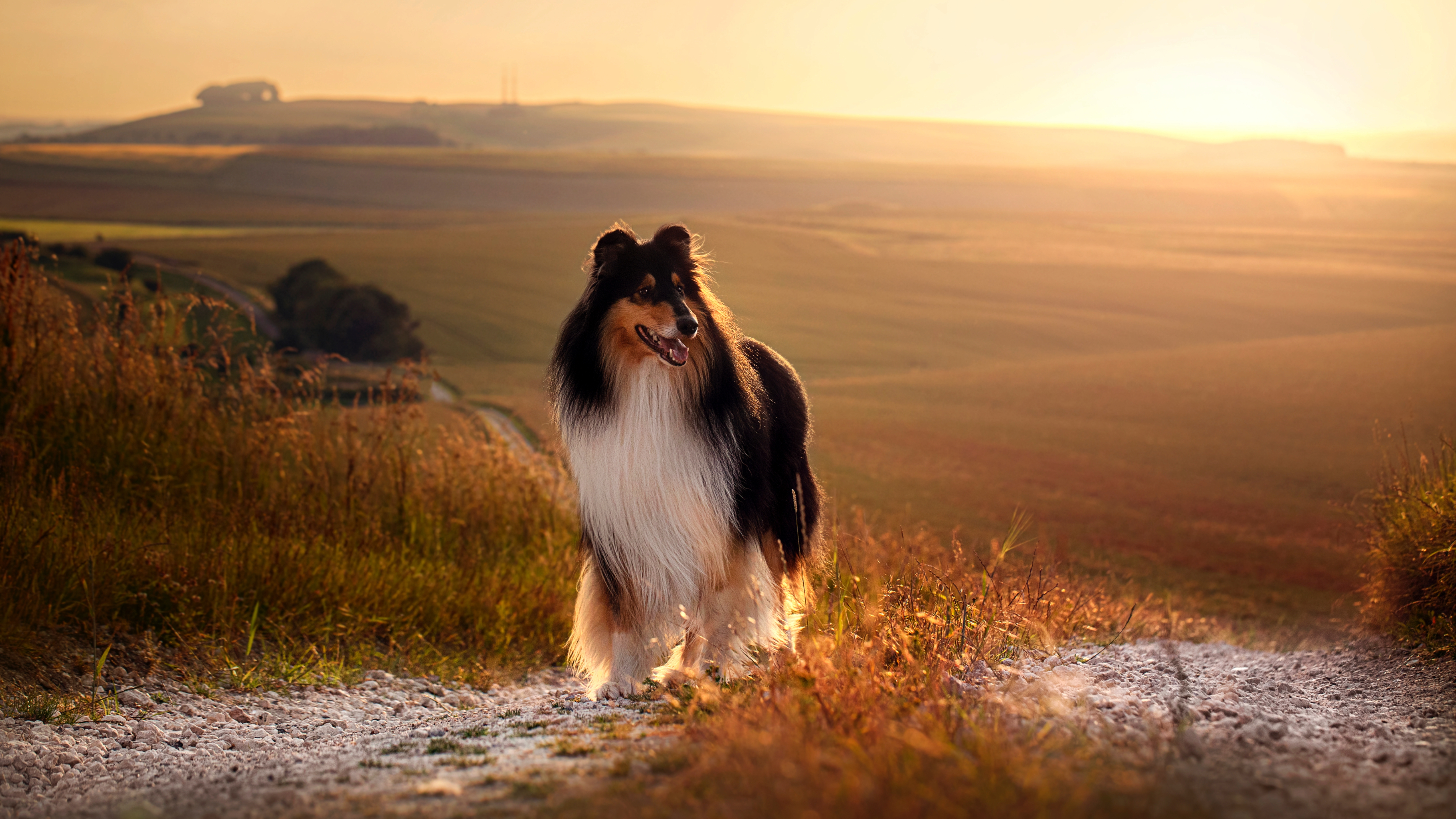 Collie