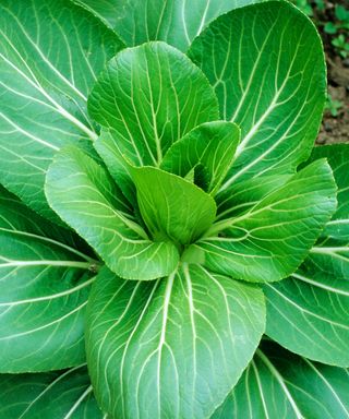 pak choi plant in robust health and ripening in kitchen garden