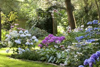 A large flower bed with hydrangeas in shades of blue and purple