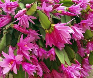 Flowering Christmas cactus