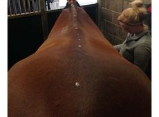 A horse with scoliosis (S-shaped spine)