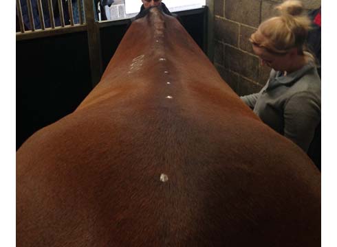 A horse with scoliosis (S-shaped spine)
