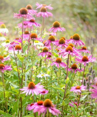 pink Echinacea purpurea flowers also known as Coneflowers