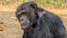 A close up of a chimpanzee with grass in its ear at the Chimfunshi Wildlife Orphanage in Zambia.