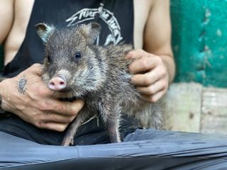 Charlotte the collared peccary