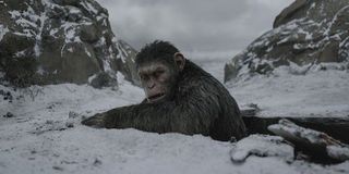 Caesar - War For The Planet of the Apes