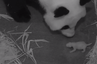 Giant panda Mei Xiang and her newborn cub, barely a week old, were caught on panda cam at the National Zoo early Thursday, Aug. 29, 2013.