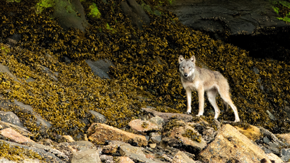 A wolf stands on rocks by the sea off the coast of Canada