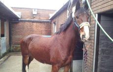 Brian-Police-Horse2.jpg