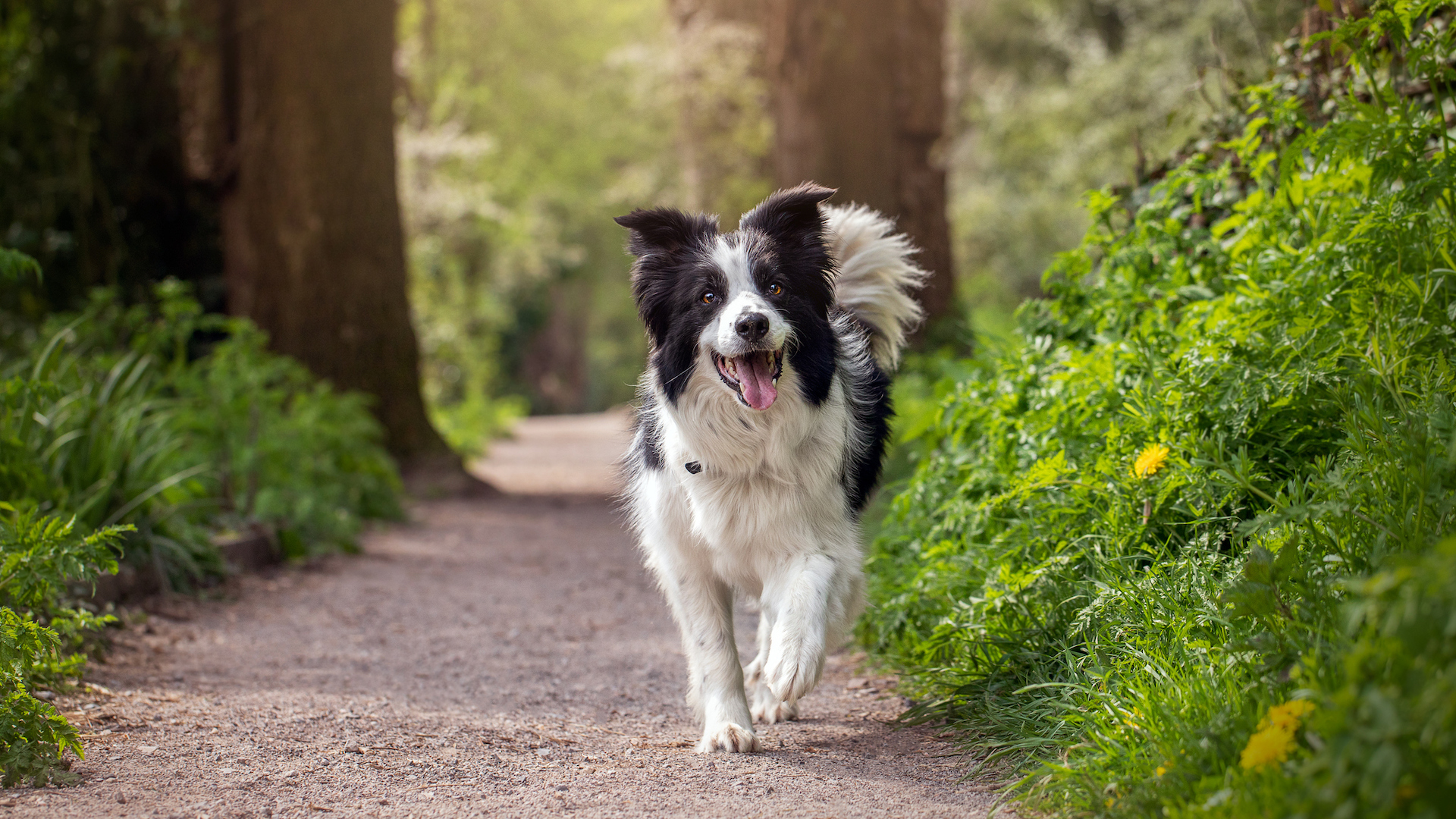 A photograph of a happy border collie running on a path in the woods
