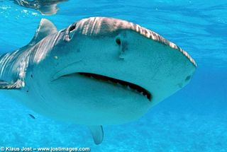Tiger sharks are stocky barrel-shaped sharks that can grow up to 11 feet in length. They are solitary predators and are known to hunt a wide variety of animals, including other sharks and sometimes humans. Tiger sharks get their name from the dark stripes