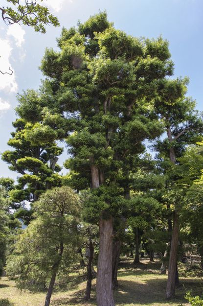 Large Japanese Black Pine Tree