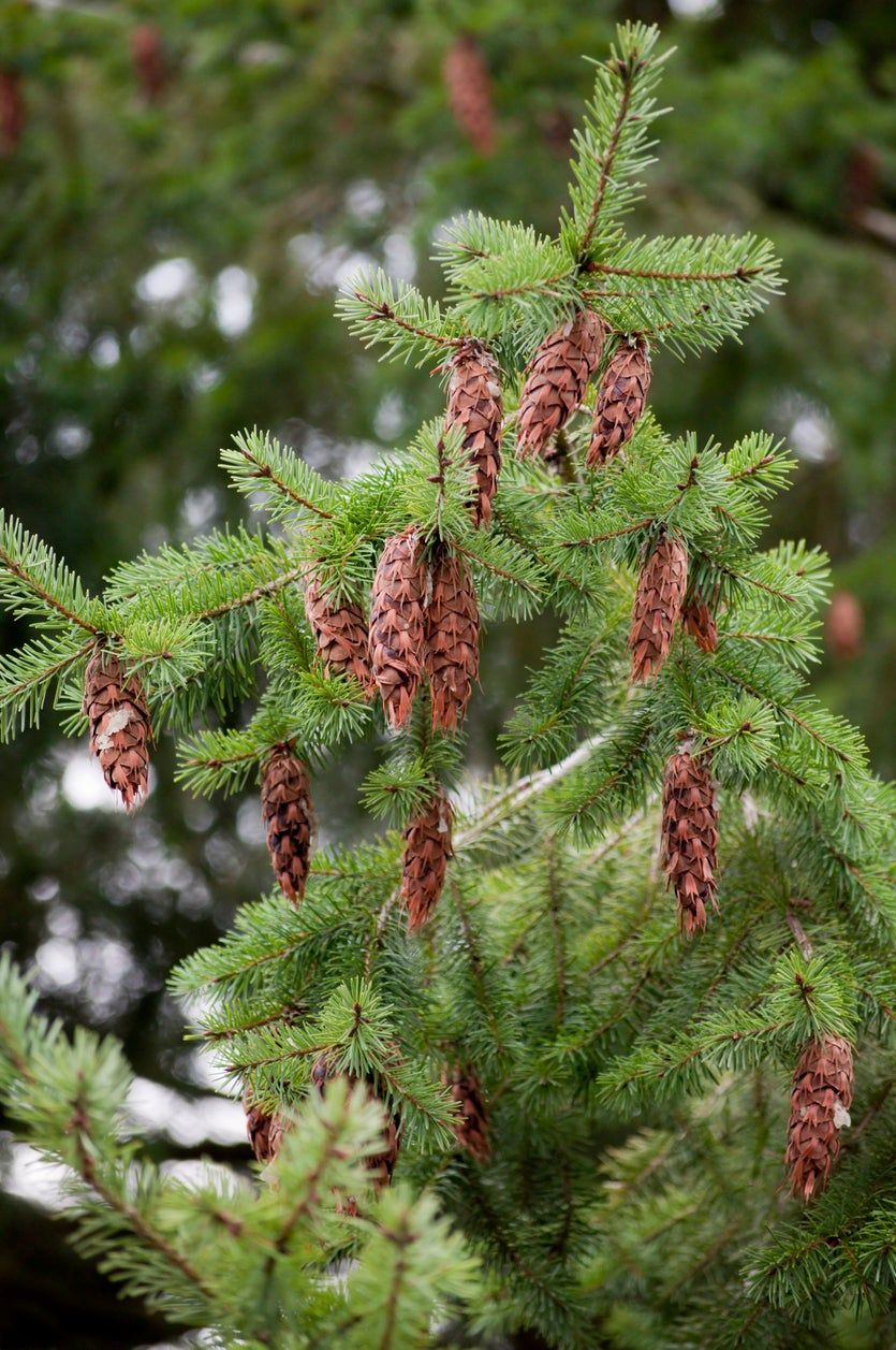 6 favorite conifers and the cones they produce