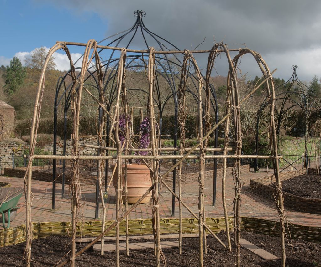 An expert guide to coppicing and the most suitable trees | Homes and ...