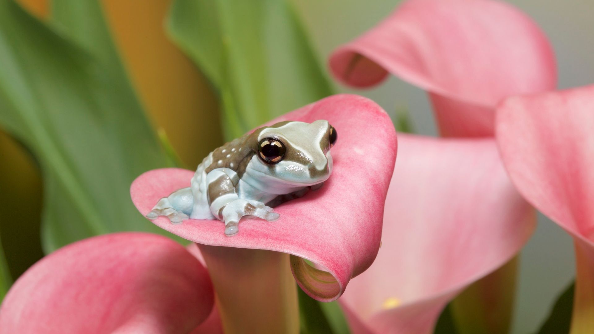 Amazon Milk frog perching on a pink flower