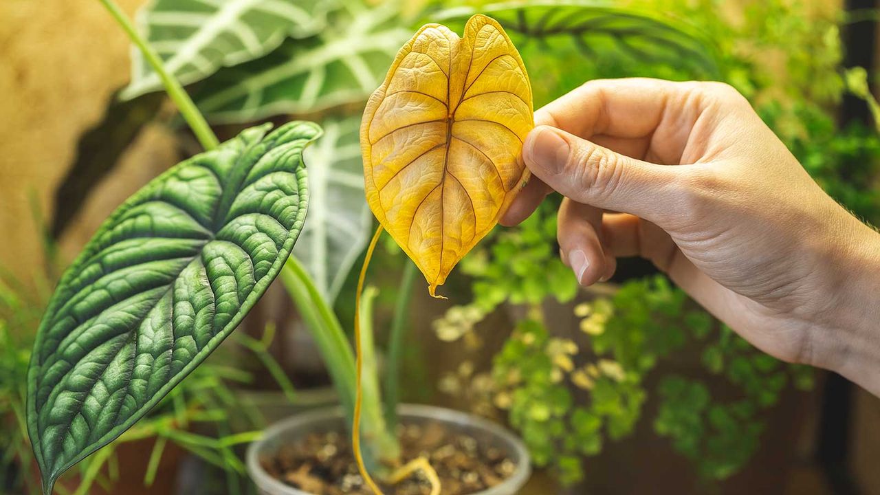 person holding a yellow leaf on an alocasia plant