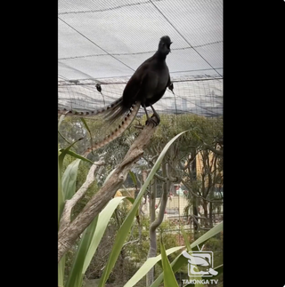 A lyrebird at the Taronga Zoo in Sydney has perfected the shrieks of a crying human baby.