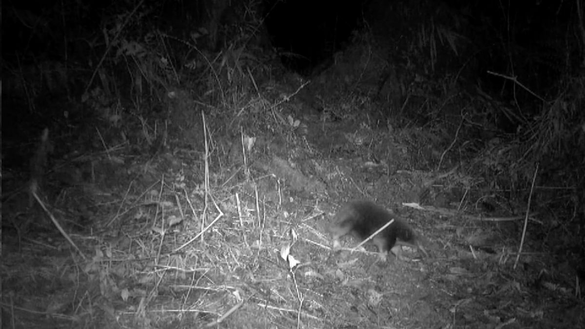 Trail cam of an echidna