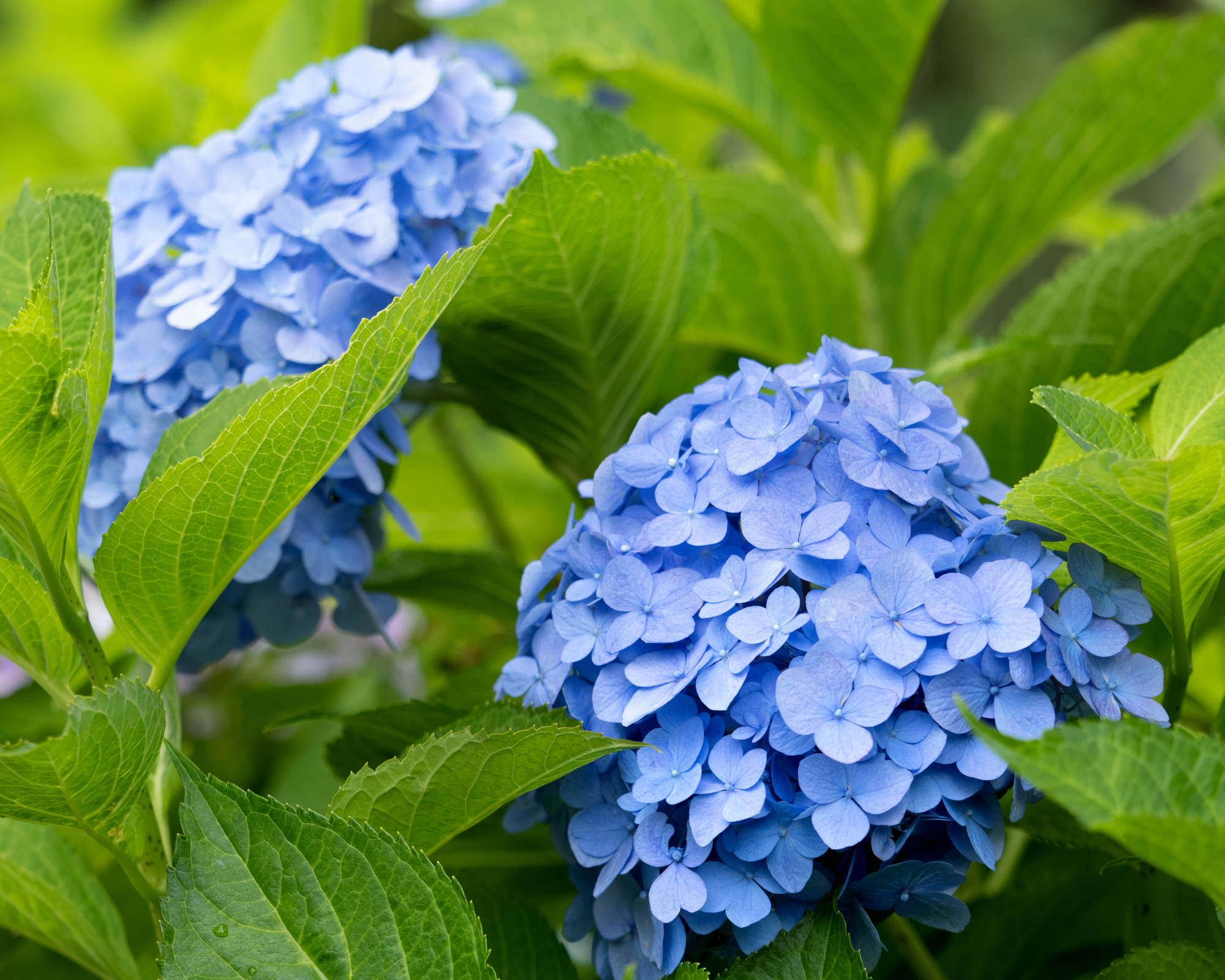 hydrangea nikko blue
