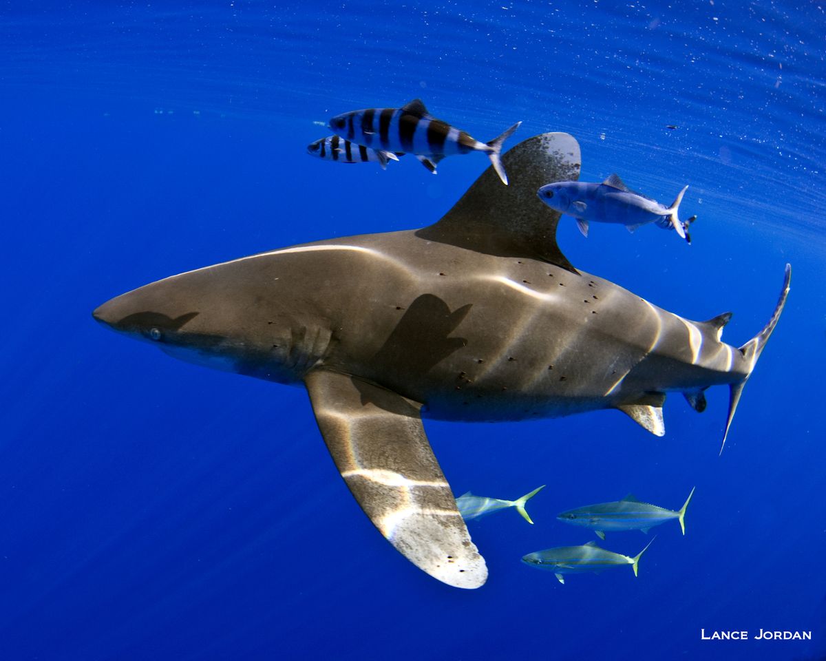 whitetip-shark