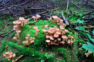 Much of the fungus (Armillaria gallica) is underground, but in the fall it sprouts honey mushrooms.