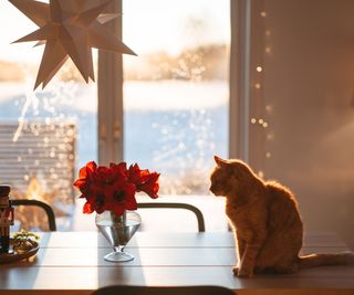 cat staring at indoor amaryllis display