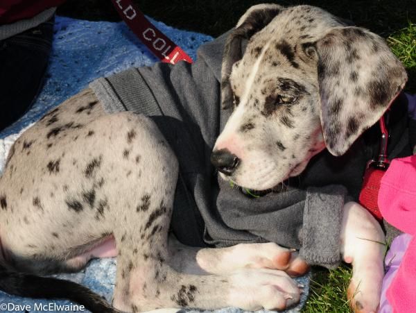 This pup is going to grow up to be a 160-pound Great Dane