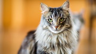 Cat breeds that like water: Maine Coon