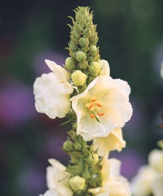 Verbascum phlomoides ‘Spica’