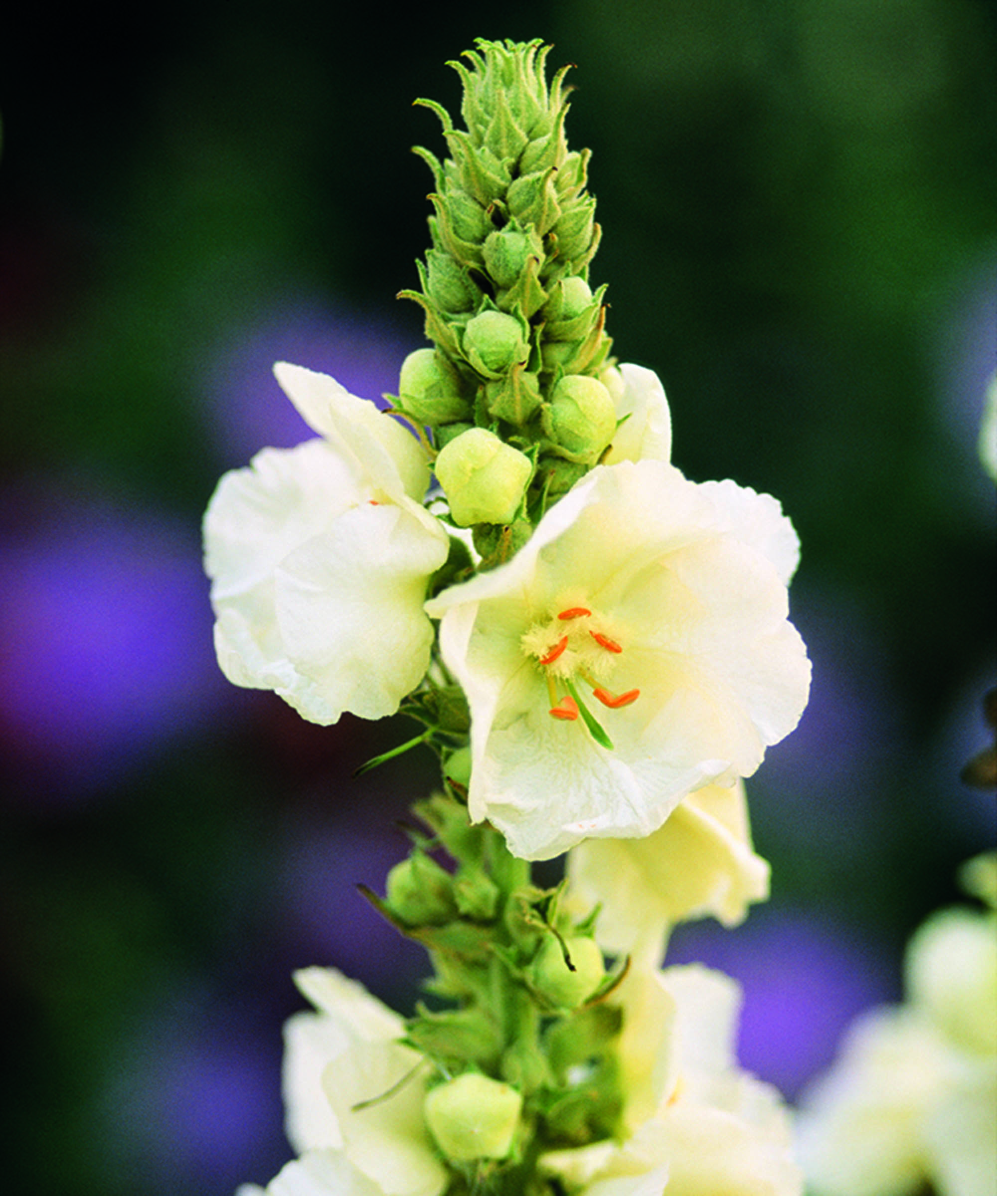 Verbascum phlomoides ‘Spica’
