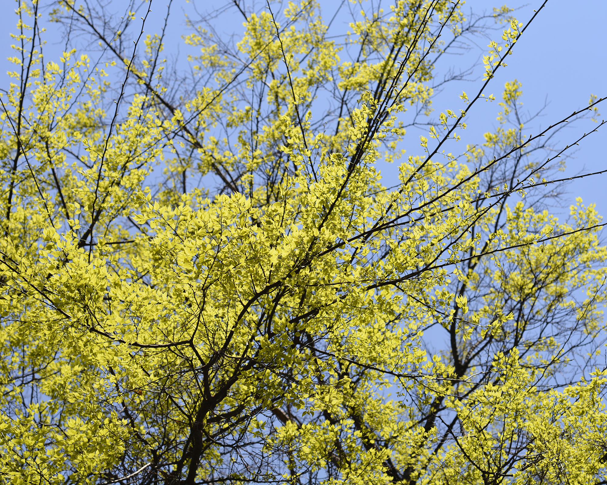 Hackberry tree Celtis occidentalis