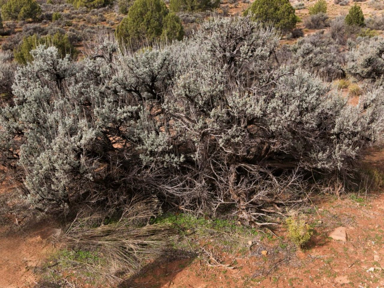 Sagebrush Plants