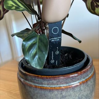 Elho Smart Pebble houseplant monitor in plant pot with Calathea makoyana plant