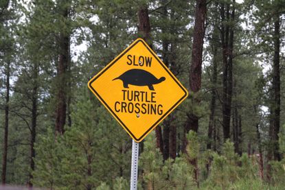 Turtle crossing.