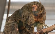 Bea the white-face saki monkey