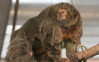 Bea the white-face saki monkey