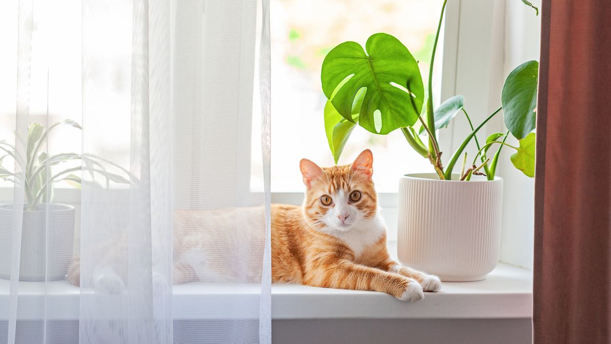 Cat sitting on windowsill with houseplants