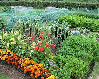 Allotment