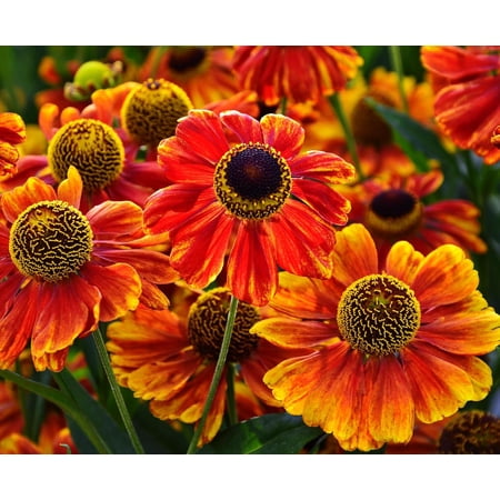 Sneezeweed Live Plant Plugs &amp;ndash; Helenium Autumnale Hardy Native Perennial Starter Plants &amp;ndash; Bright Yellow &amp;amp; Orange Pollinator Flowers for Gardens &amp;amp; Landscaping (1 Plant)
