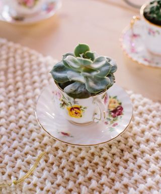 Succulent tea cups