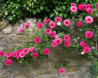 Pink Roses trained horizontally on a stone wall